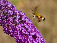 Glasvleugelpijlstaart  Glasvleugelpijlstaart in Les Trigots-Fr. : Hemaris fuciformis