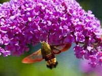 Glasvleugelpijlstaart  Glasvleugelpijlstaart in Les Trigots-Fr.
