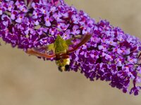 Glasvleugelpijlstaart  Glasvleugelpijlstaart in Les Trigots-Fr. : Hemaris fuciformis