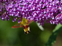 Glasvleugelpijlstaart  Glasvleugelpijlstaart in Les Trigots-Fr.