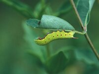 Hemaris fuciformis 2, Glasvleugelpijlstaart, Saxifraga-Frits Bink