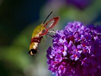 Glasvleugelpijlstaart  Glasvleugelpijlstaart in Les Trigots-Fr.