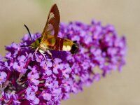 Glasvleugelpijlstaart  Glasvleugelpijlstaart in Les Trigots-Fr. : Hemaris fuciformis