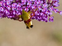 Glasvleugelpijlstaart  Glasvleugelpijlstaart in Les Trigots-Fr.