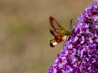 Glasvleugelpijlstaart  Glasvleugelpijlstaart in Les Trigots-Fr.