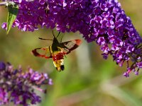 Glasvleugelpijlstaart  Glasvleugelpijlstaart in Les Trigots-Fr. : Hemaris fuciformis
