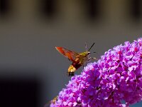 Glasvleugelpijlstaart  Glasvleugelpijlstaart in Les Trigots-Fr. : Hemaris fuciformis