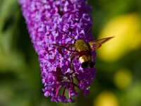 Glasvleugelpijlstaart  Glasvleugelpijlstaart in Les Trigots-Fr.