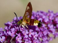 Glasvleugelpijlstaart  Glasvleugelpijlstaart in Les Trigots-Fr.