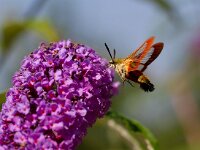 Glasvleugelpijlstaart  Glasvleugelpijlstaart in Les Trigots-Fr. : Hemaris fuciformis