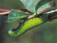 Hemaris fuciformis 3, Glasvleugelpijlstaart, Saxifraga-Janus Verkerk