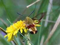 Hemaris fuciformis 31, Glasvleugelpijlstaart, Saxifraga-Bart Vastenhouw