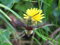 Hemaris fuciformis 32, Glasvleugelpijlstaart, Saxifraga-Bart Vastenhouw