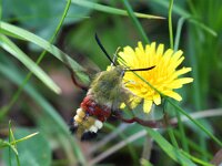 Hemaris fuciformis 33, Glasvleugelpijlstaart, Saxifraga-Bart Vastenhouw