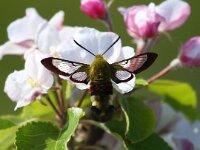 Hemaris fuciformis 34, Glasvleugelpijlstaart, Saxifraga-Bart Vastenhouw