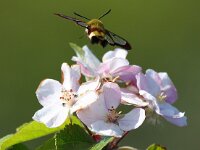Hemaris fuciformis 35, Glasvleugelpijlstaart, Saxifraga-Bart Vastenhouw