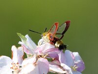 Hemaris fuciformis 36, Glasvleugelpijlstaart, Saxifraga-Bart Vastenhouw