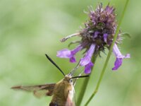 Hemaris fuciformis 37, Glasvleugelpijlstaart, Saxifraga-Mark Zekhuis