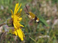 Hemaris fuciformis 38, Glasvleugelpijlstaart, Saxifraga-Hans Dekker