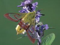 Hemaris fuciformis 4, Glasvleugelpijlstaart, Saxifraga-Frits Bink