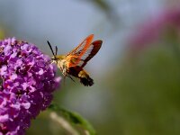 Glasvleugelpijlstaart  Glasvleugelpijlstaart in Les Trigots-Fr.