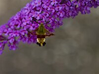 Hemaris fuciformis 6, Glasvleugelpijlstaart, Saxifraga-Jan Nijendijk