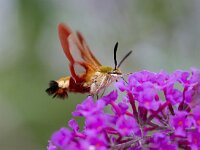 Hemaris fuciformis 7, Glasvleugelpijlstaart, Saxifraga-Jan Nijendijk