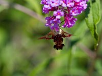Glasvleugelpijlstaart  Glasvleugelpijlstaart in Les Trigots-Fr. : Hemaris fuciformis