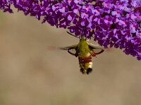 Glasvleugelpijlstaart  Glasvleugelpijlstaart in Les Trigots-Fr.