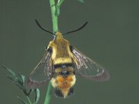 Hemaris tityus 3, Hommelvlinder, Saxifraga-Frits Bink