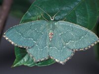 Hemithea aestivaria 2, Kleine zomervlinder, Saxifraga-Frits Bink