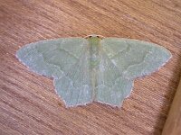 Hemithea aestivaria 3, Kleine zomervlinder, Saxifraga-Peter Meininger