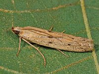 Homoeosoma inustella