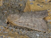 Hoplodrina ambigua, Vines Rustic