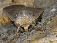 Hoplodrina ambigua 01 #14130 : Hoplodrina ambigua, Zuidelijke stofuil