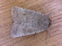 Hoplodrina ambigua 3, Zuidelijke stofuil, Saxifraga-Peter Meininger