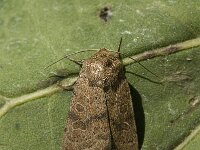 Hoplodrina blanda, Rustic