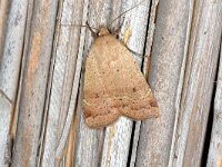 Hoplodrina octogenaria