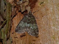 Hydriomena impluviata, May Highflyer