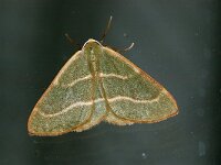 Hylaea fasciaria, Barred Read