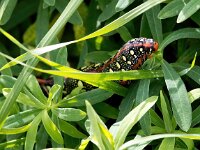 Hyles euphorbiae 17, Wolfsmelkpijlstaart, Saxifraga-Bart Vastenhouw