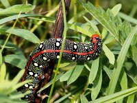 Hyles euphorbiae 19, Wolfsmelkpijlstaart, Saxifraga-Bart Vastenhouw