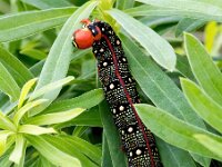 Hyles euphorbiae 21, Wolfsmelkpijlstaart, Saxifraga-Bart Vastenhouw