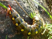 Hyles euphorbiae 25, Wolfsmelkpijlstaart, Saxifraga-Hans Grotenhuis