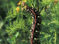 Hyles euphorbiae, Leafy Spurge Hawkmoth