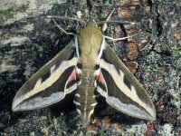 Hyles gallii 4, Walstropijlstaart, Saxifraga-Frits Bink