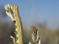 Hyles lineata, White-Lined Sphinx