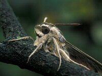 Hyles lineata 3, Vlinderstichting-Nely Honig