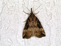 Hypena rostralis
