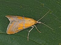 Hyperlais dulcinalis